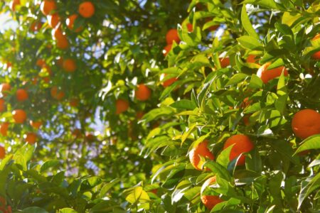Planting Fruit and Pecan Trees Image